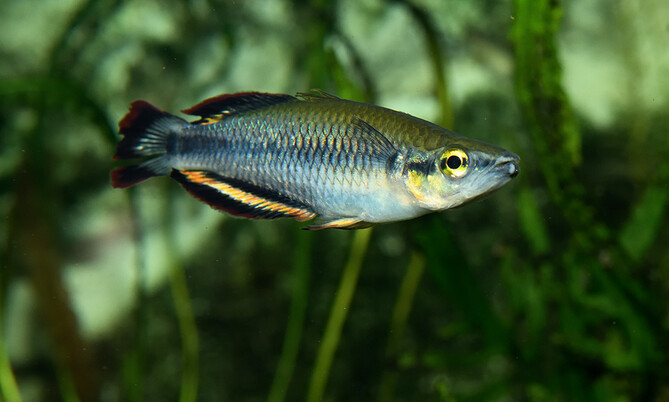 Madagaskar-Ährenfisch 1