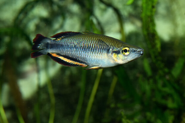 Madagaskar-Ährenfisch mit langgestrecktem, silbrig-blauem Körper und gelblichen Flossen, schwimmt vor grünem Hintergrund.