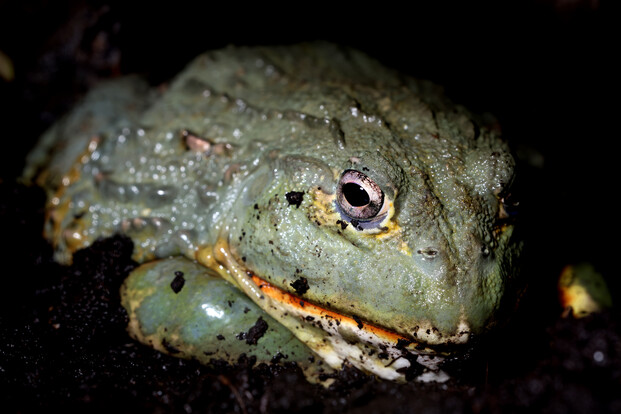 Grüner, massiger Frosch mit warziger Haut und großen Augen auf dunklem Boden.