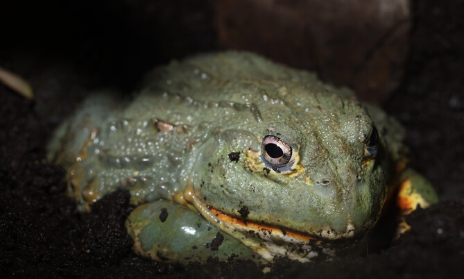 afrikanischre Ochsenfrosch  Grabfrosch_3 (3)