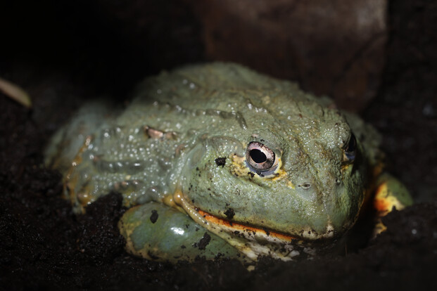 Grüner, massiger Frosch mit warziger Haut und großen Augen auf dunklem Boden.