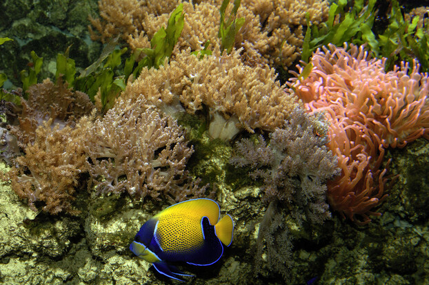 Kaiserfisch mit gelb-blauer Färbung schwimmt vor verschiedenen Seeanemonen und Korallen im Aquarium.