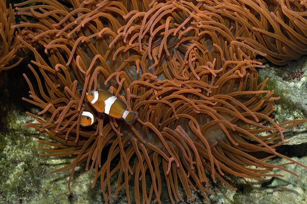 Orange-weiß gestreifter Clownfisch schwimmt zwischen den langen, braun-orangenen Tentakeln einer Kupferanemone.