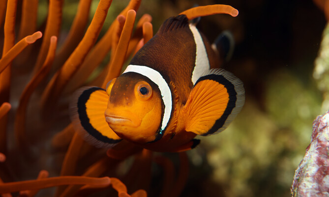 amphiprion_ocellaris_1