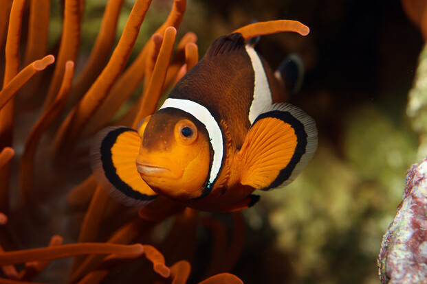 Nahaufnahme eines orange-schwarzen Anemonenfischs mit weißen Streifen, schwimmend neben einer Anemone.