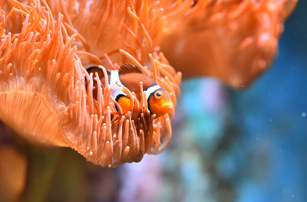 Orange-weiße Anemonenfische zwischen den Tentakeln einer orangefarbenen Seeanemone im Wasser.