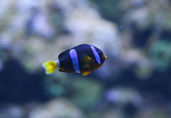 Clarks Anemonenfisch - Schwarzer Anemonenfisch mit zwei breiten blauen Querstreifen und gelbem Schwanz schwimmt vor unscharfem Hintergrund.