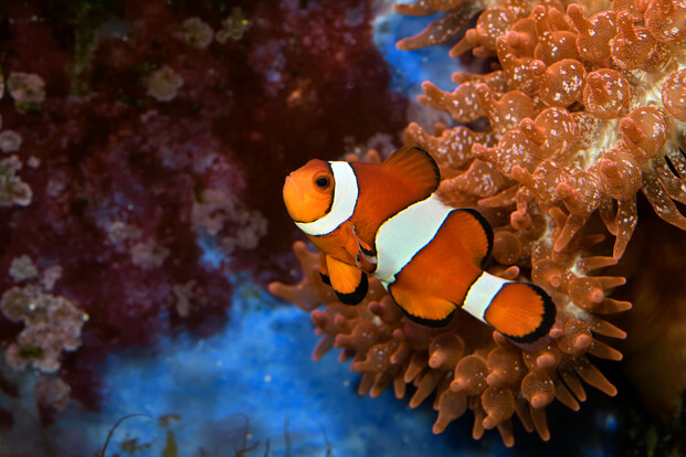 Oranger Clownfisch mit weißen Querstreifen schwimmt neben einer Koralle im blauen Wasser.