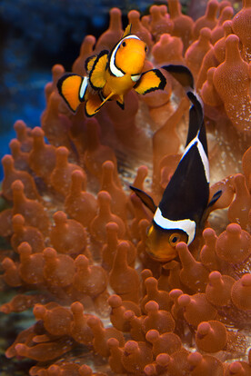 Zwei Clownfische, einer orange mit weißen Streifen, der andere schwarz mit weißen Streifen, schwimmen zwischen roten Korallen.