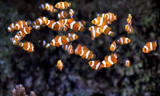 Falscher Clownfisch juv 3