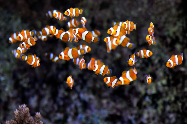 Gruppe von orange-weißen Clownfischen