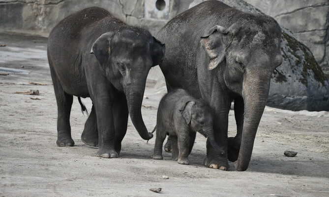 asiatischer Elefant (67)