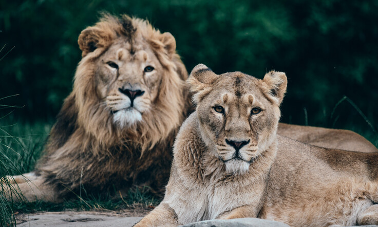 Asiatischer Löwe und Löwin liegen nebeneinander auf einem hellen Stein vor grünem Hintergrund.