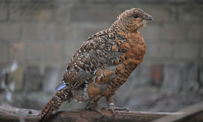 Auerhuhn (2)