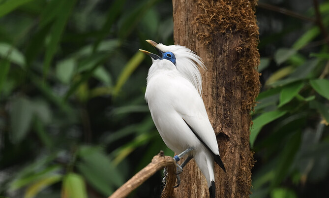 Balistar 6
