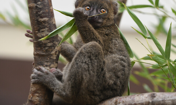 Bambuslemur 1