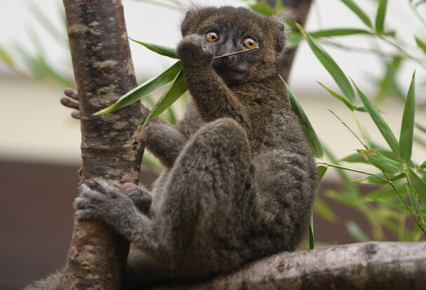 Graubrauner Bambuslemur sitzt auf einem Ast, hält sich fest und schaut mit gelben Augen zur Seite, im Hintergrund Bambusblätter.