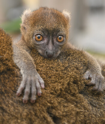 Junger Bambuslemur mit großen Augen hält sich an dichtem, braunem Fell fest.