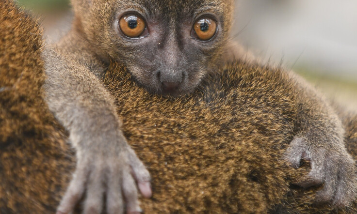 Bambuslemur 3