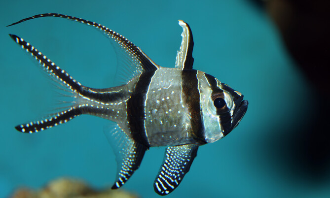 pterapogon_kauderni_1