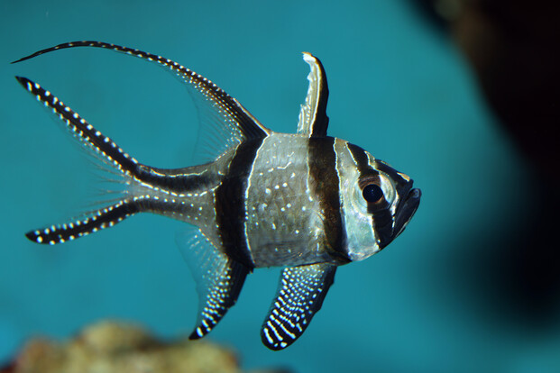 Banggai-Kardinalbarsch mit charakteristischen weißen Punkten auf schwarzem Körper und langen Flossen vor Korallenstruktur.