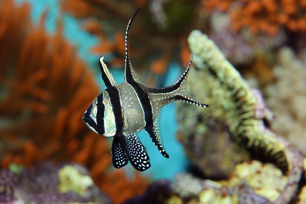 Banggai-Kardinalbarsch mit charakteristischen weißen Punkten auf schwarzem Körper und langen Flossen vor Korallenstruktur.