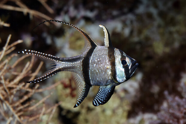 Banggai-Kardinalbarsch mit charakteristischen weißen Punkten auf schwarzem Körper und langen Flossen vor Korallenstruktur.
