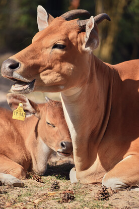 Zwei liegende Banteng-Rinder, eines mit gelbem Ohrmarken, ruhen nebeneinander auf trockenem Boden mit Kiefernzapfen.