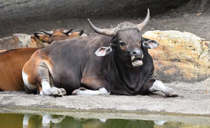 Liegender Banteng-Bulle mit dunklem Fell und markanten Hörnern auf sandigem Untergrund vor Felswand.