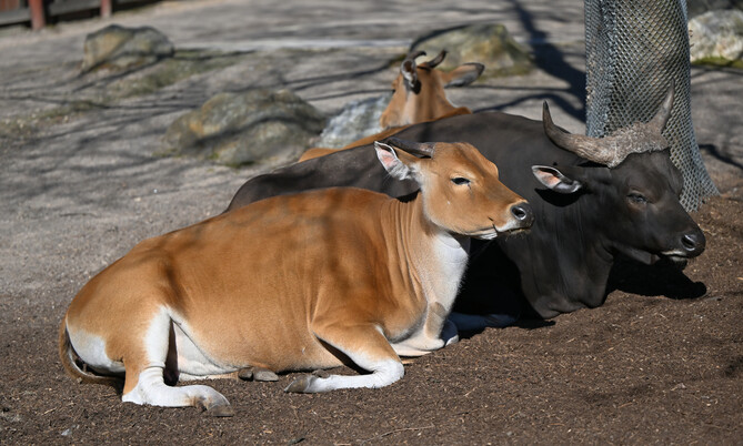 Banteng 3