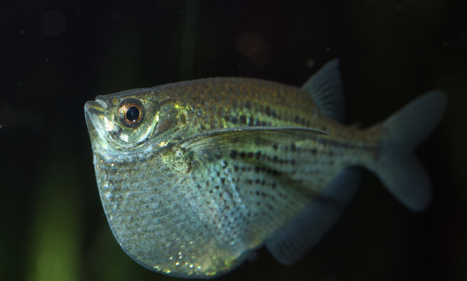 gasteropelecus_sternicla_1