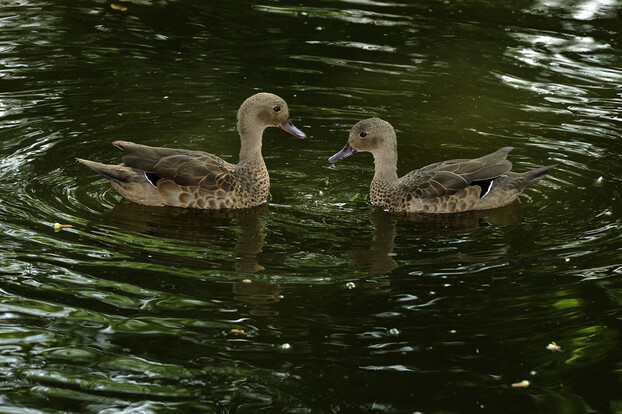 Zwei Bernierenten schwimmen einander zugewandt auf ruhigem Wasser, am Körper braun gemustert mit auffälligem weißen Fleck am Flügel.