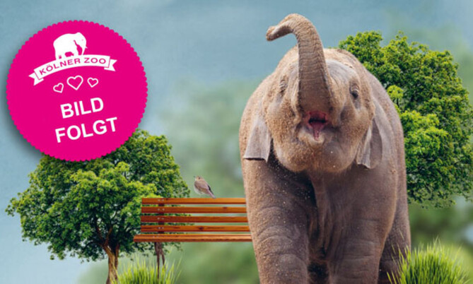 Asiatischer Elefant steht mit erhobenem Rüssel neben zwei grünen Bäumen und einer Holzbank, pinker Kreis mit Aufschrift \'Kölner Zoo Bild folgt\' überlagert das Bild.