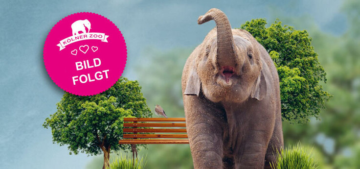 Asiatischer Elefant steht mit erhobenem Rüssel neben zwei grünen Bäumen und einer Holzbank, pinker Kreis mit Aufschrift \'Kölner Zoo Bild folgt\' überlagert das Bild.