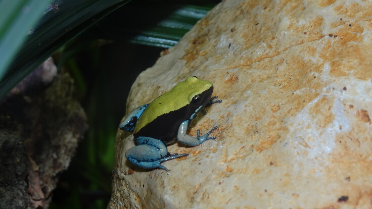 Kleiner Frosch mit leuchtend grüner Rückenfärbung und auffällig blau gefärbten Beinen auf hellem Stein.