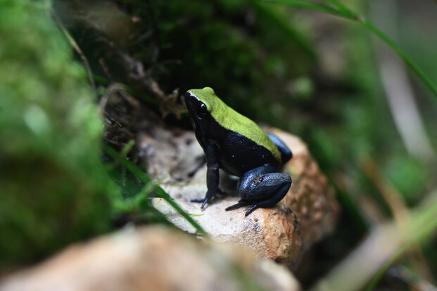 Kleiner Frosch mit leuchtend grüner Rückenfärbung und auffällig blau gefärbten Beinen