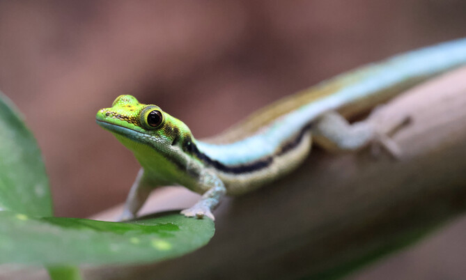 blauer_bambusgecko_2