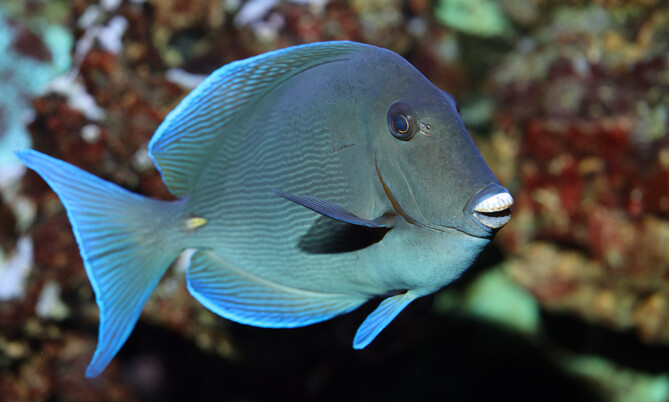 acanthurus_coeruleus_1