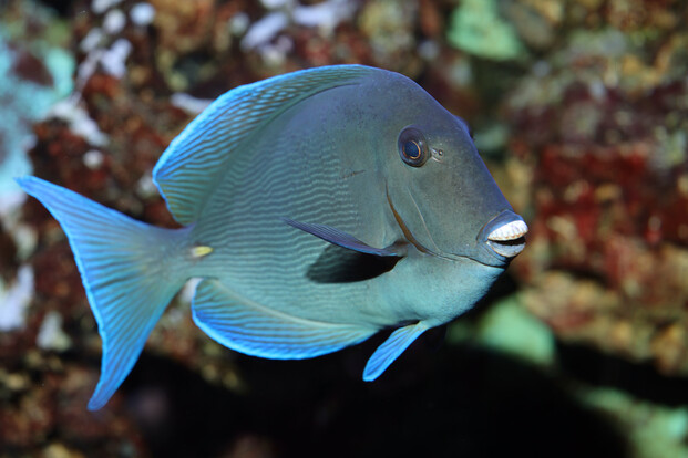 Blauer Doktorfisch mit ovalem Körper und markanter weißer Schnauze vor unscharfem Korallenhintergrund