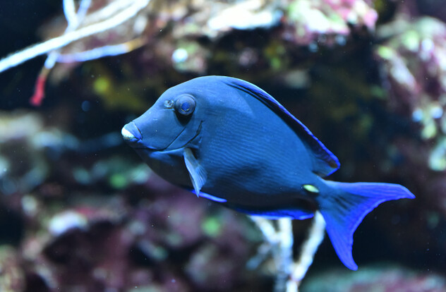 Blauer Doktorfisch mit ovalem Körper und leuchtend blauen Schwanzflossen vor unscharfem Korallenhintergrund.