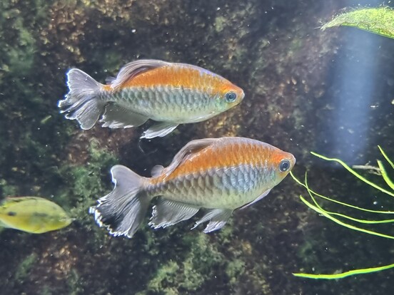 Zwei Blauer Kongosalmler mit silbernen Schuppen und orangefarbenem Rücken schwimmen nebeneinander vor dunklem Hintergrund im Aquarium.