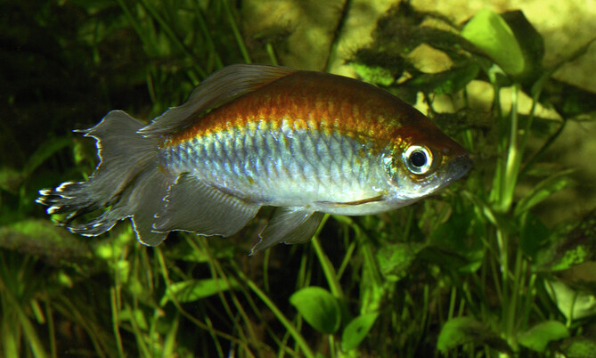 Kongosalmler 4