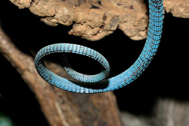 Schwanz eines blau gefleckten Baumwarans, der sich in einer Spirale windet