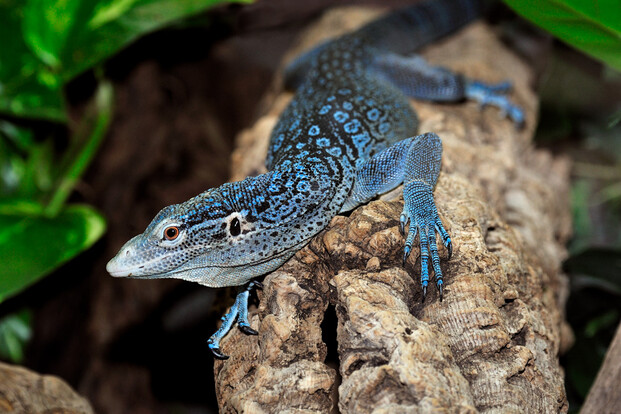 Blaugefleckter Baumwaran mit blauen und schwarzen Flecken auf rauer Baumrinde, Vorderkörper und Kopf nach links ausgerichtet.