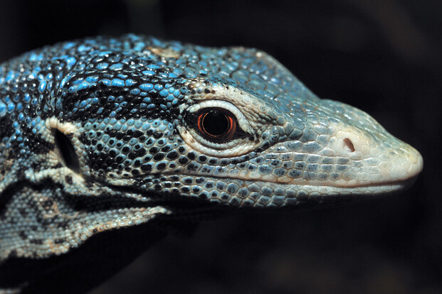 Nahaufnahme vom Kopf eines Blaugefleckten Baumwarans mit deutlich sichtbaren blauen Flecken und Schuppenstruktur.