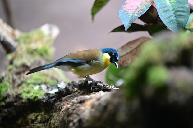 Blaukappenhäherling (1)