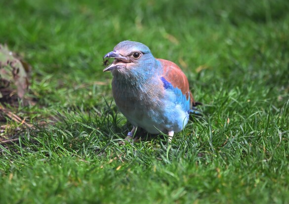 Europäische Blauracke mit auffällig blauem Gefieder steht auf grünem Gras und hält einen Insekt im Schnabel.