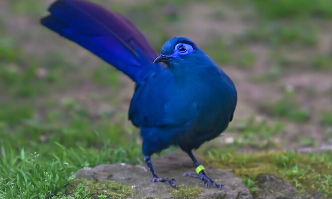 blauseiden (13)