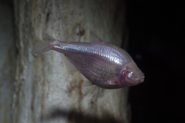 Silbrig glänzender, augenloser Fisch in Seitenansicht schwimmt vor dunklem Fels im Aquarium.