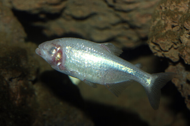 Silbrig glänzender, augenloser Fisch in Seitenansicht schwimmt vor dunklem Fels im Aquarium.